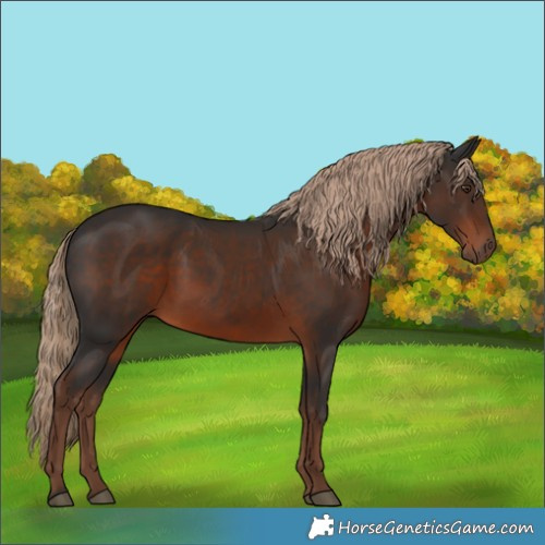 Horse Color:Liver Chestnut 
