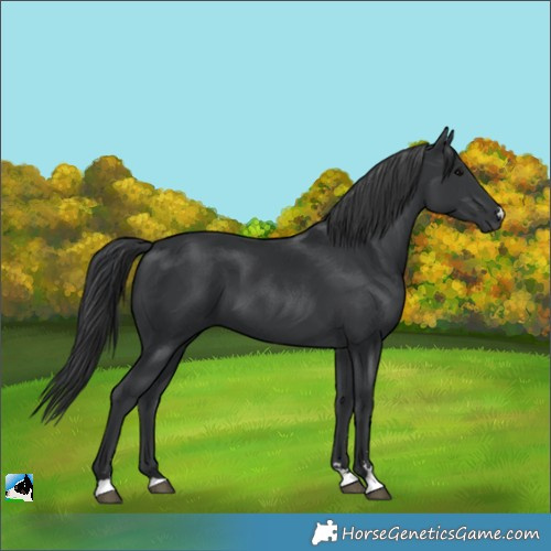 Horse Color:Black 