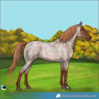 Horse Color:Red Roan