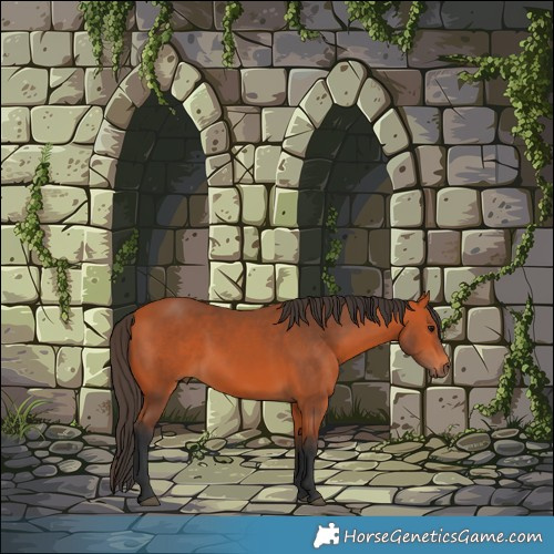 Horse Color:Bay Rabicano 