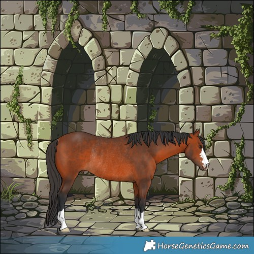 Horse Color:Brown Rabicano 