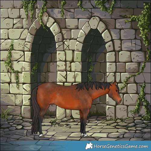 Horse Color:Brown Rabicano