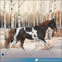 Horse Color:Liver Chestnut Tobiano 