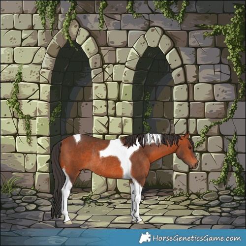 Horse Color:Brown Tobiano Rabicano