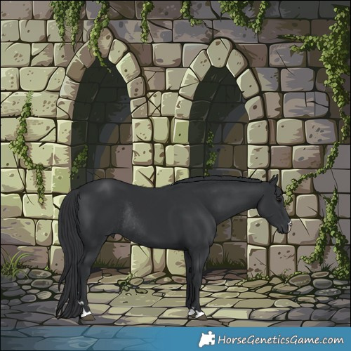 Horse Color:Black Rabicano 