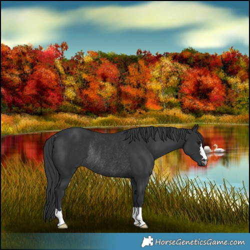Horse Color:Black Rabicano 