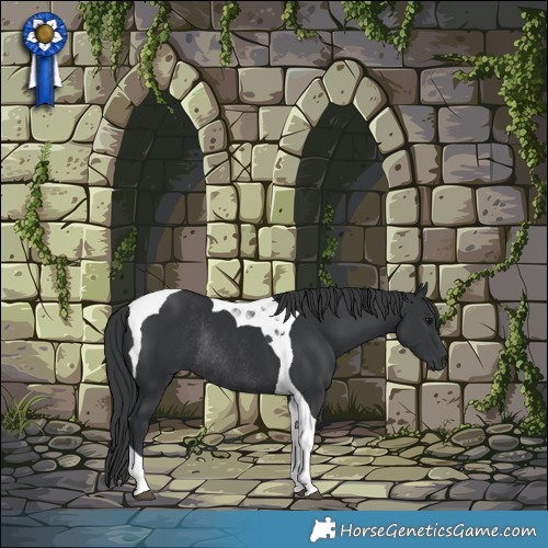 Horse Color:Black Tobiano Rabicano