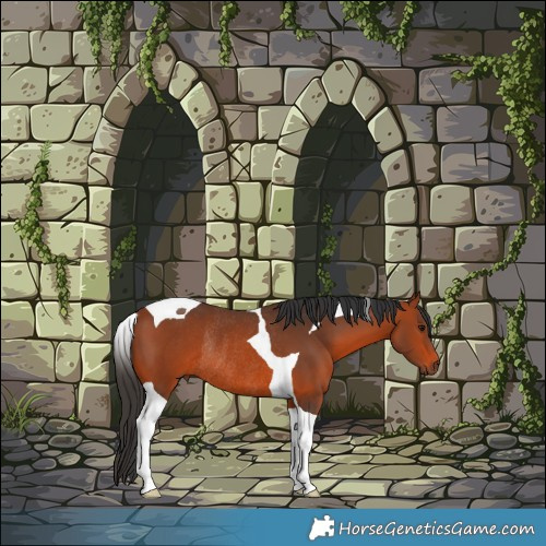Horse Color:Brown Tobiano Rabicano 