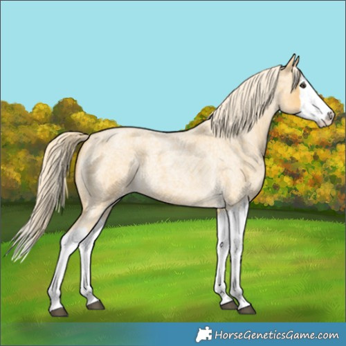 Horse Color:Palomino Roan Splash 