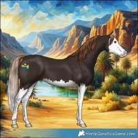 Horse Color:Liver Chestnut Splash