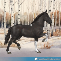 Horse Color:Liver Chestnut Tobiano 