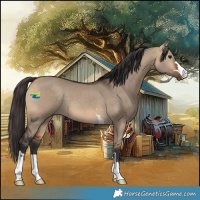Horse Color:Bay Dun 