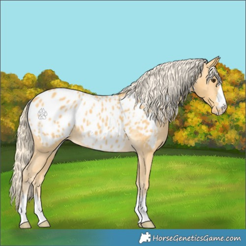 Horse Color:Palomino Appaloosa