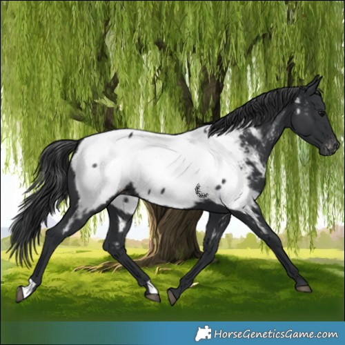Horse Color:Black Appaloosa 