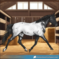 Horse Color:Black Near Fewspot