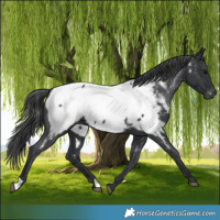 Horse Color:Black Appaloosa 