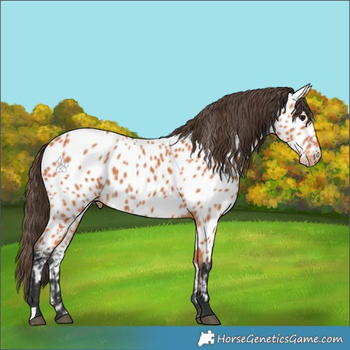 Horse Color:Bay Near Leopard 
