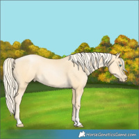 Horse Color:Palomino Pearl Sabino