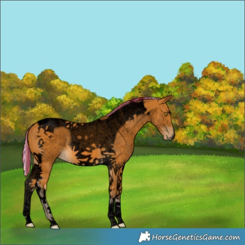 Horse Color:Void Painted Silver Buckskin Tobiano