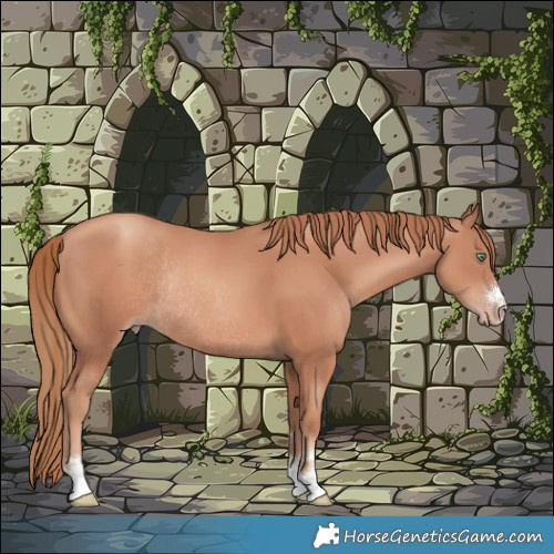 Horse Color:Gold Champagne Rabicano 