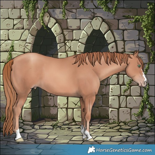 Horse Color:Gold Champagne 