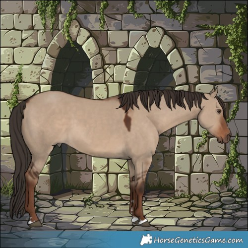 Horse Color:Liver Red Dun 