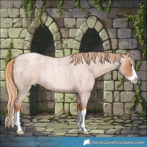 Horse Color:Gold Champagne Roan Splash Rabicano 
