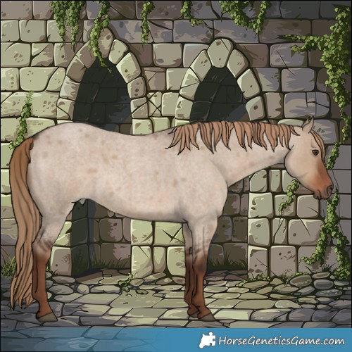 Horse Color:Liver Red Dun Roan