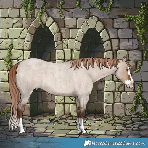 Horse Color:Liver Red Dun Roan Splash 