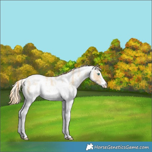 Horse Color:White Spotted Smoky Black Pearl 
