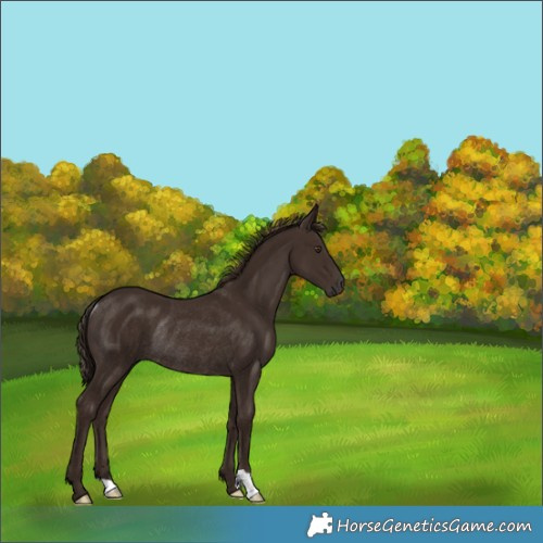 Horse Color:Liver Chestnut Rabicano 