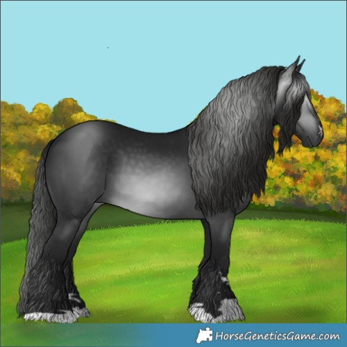 Horse Color:Gray Black 