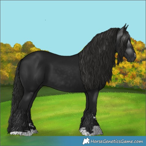 Horse Color:Gray Black 