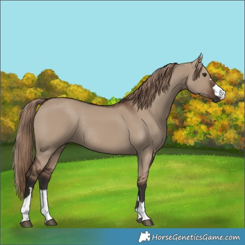 Horse Color:Liver Red Dun Rabicano