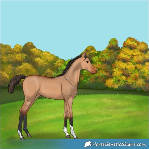 Horse Color:Bay Dun Tobiano 