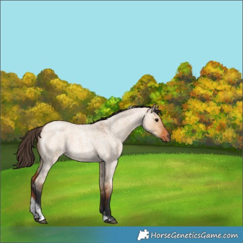 Horse Color:Bay Roan Dun Tobiano