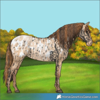Horse Color:Black Blanket  and Bay Pearl Dun Blanket 