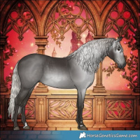 Horse Color:Gray Silver Black