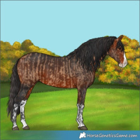 Horse Color:Brown Dun Splash  and Brown Splash 
