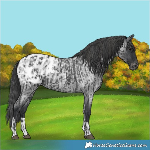 Horse Color:Black Appaloosa  and Blue Roan Tobiano Appaloosa 