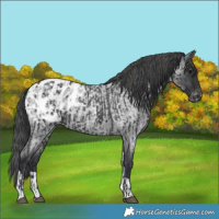 Horse Color:Black Blanket  and Blue Roan Tobiano Blanket 