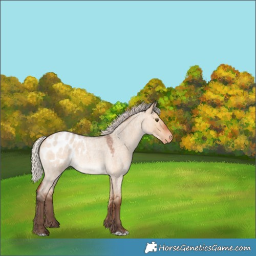 Horse Color:Silver Bay Roan Dun Appaloosa 