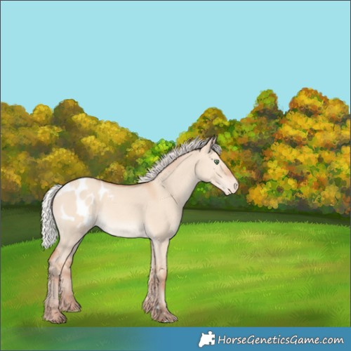 Horse Color:Silver Amber Champagne Dun Appaloosa 