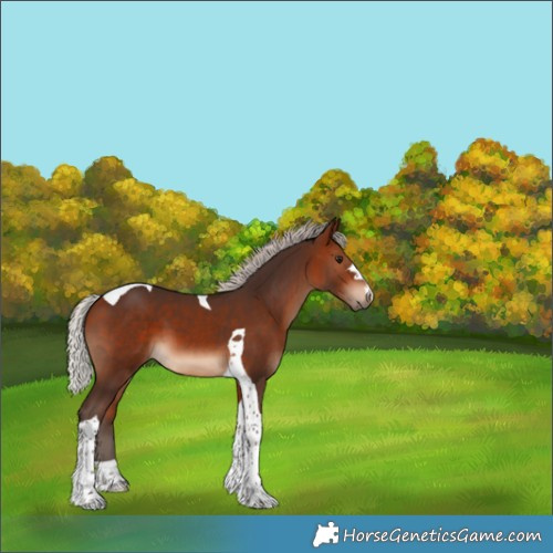 Horse Color:Silver Bay Tobiano 