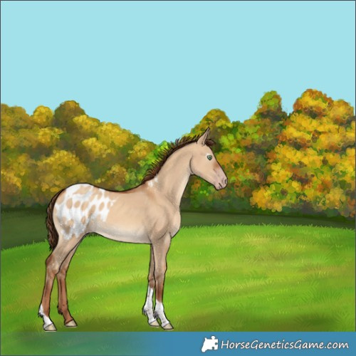 Horse Color:Gray Gold Champagne Dun Tobiano Appaloosa 
