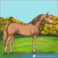 Horse Color:Chestnut 