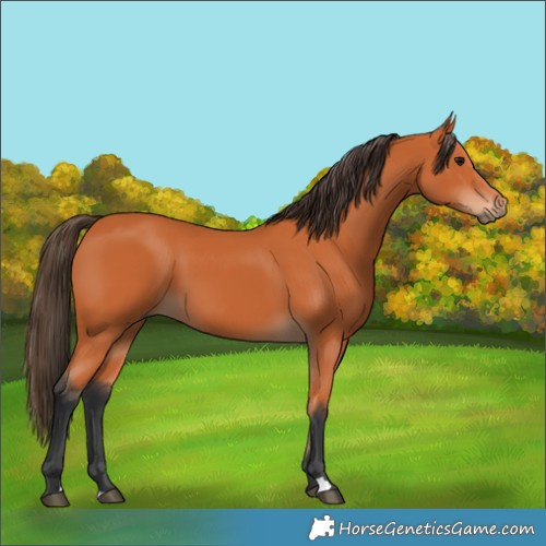 Horse Color:Bay 