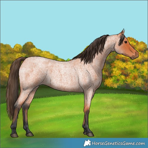 Horse Color:Bay Roan