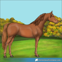 Horse Color:Chestnut 