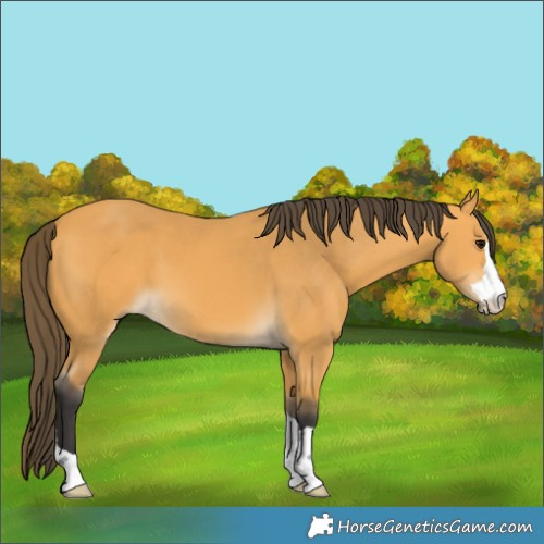 Horse Color:Unknown 